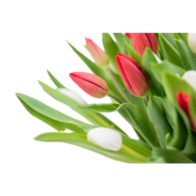 Kytice červených a bílých tulipánů